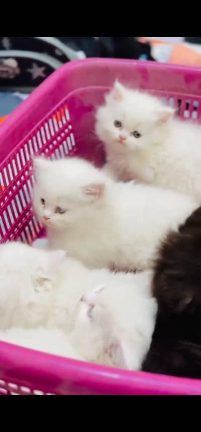 Quality Persian Punchface cat & kitten. moreWhatsApp 03233614642