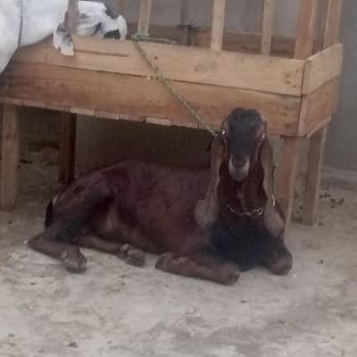bital bakra