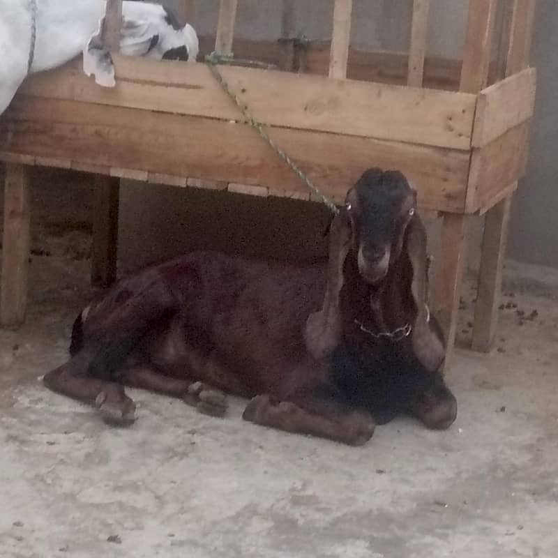 bital bakra 0