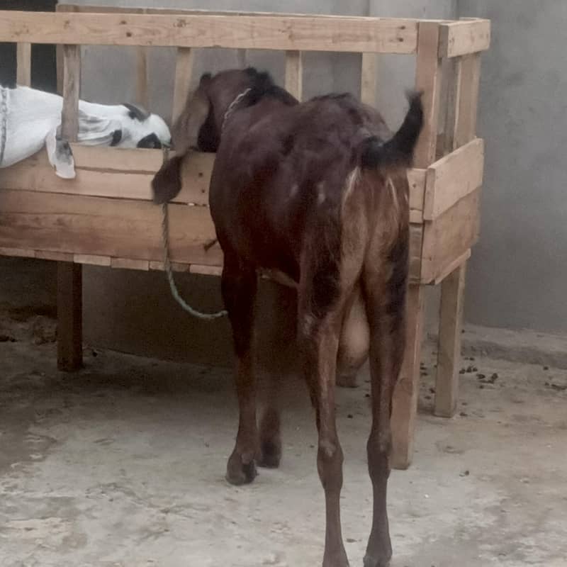 bital bakra 1