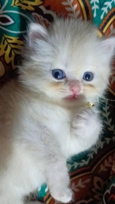 kittens for sale