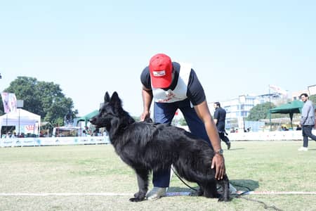 Admiral blacks pups available
