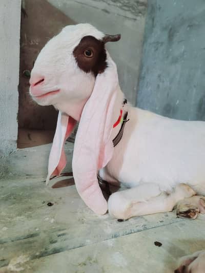 Gulabi Kamori 2 daant