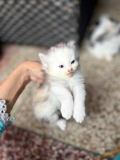 1 month kittens