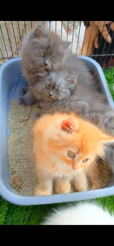 Quality Persian Punchface cat & kitten. moreWhatsApp 03233614642