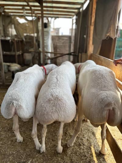 Turkish Dumba 2k26 best option for eid ul adha