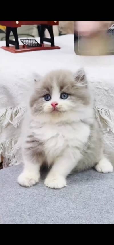 Quality Persian Punchface cat & kitten. moreWhatsApp 03233614642