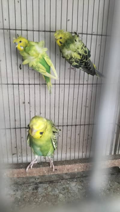 Double Flower Hogoromo Males for sell