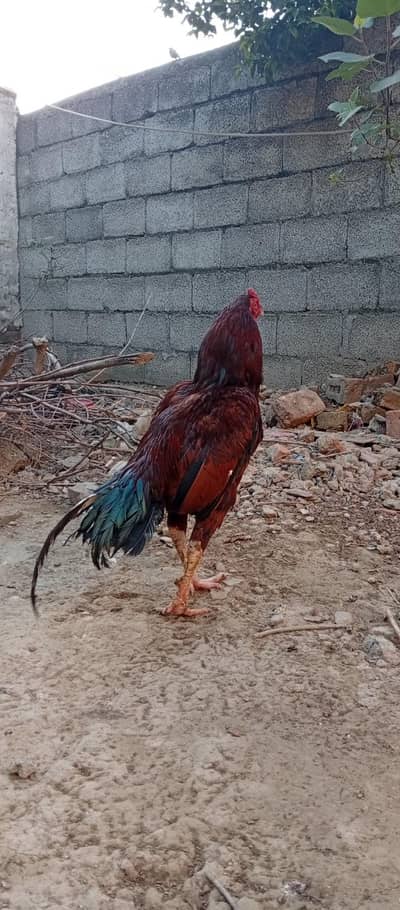 Lakha patha for sale