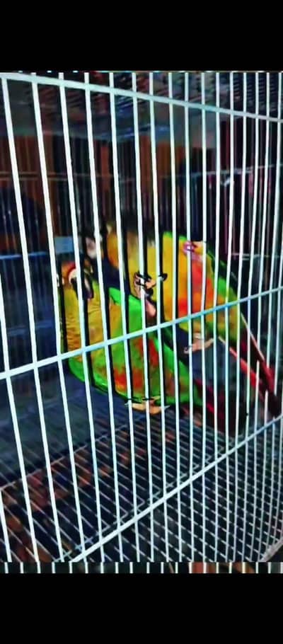 cannor breeder pair 03025368418