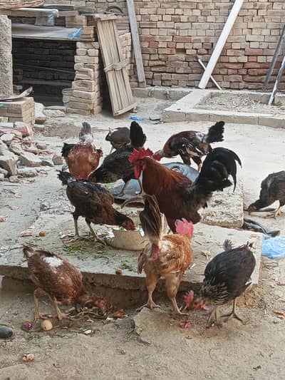 Andy wali mugiyan murghy misri murgiyan layer murgha for sale