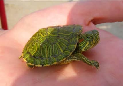 Red eared sliders available