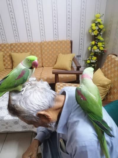 Raw Parrot 2 Males