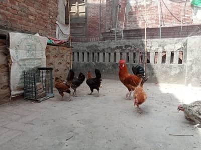 golden misri hens