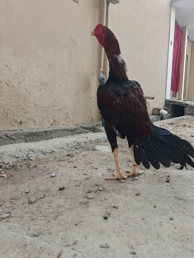 Assel murg