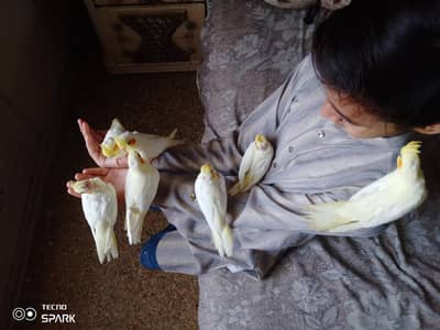 CREAM COCKTAIL CHICKS FULL COVERED, NEAR TO SELF, SELF FEED TAMED