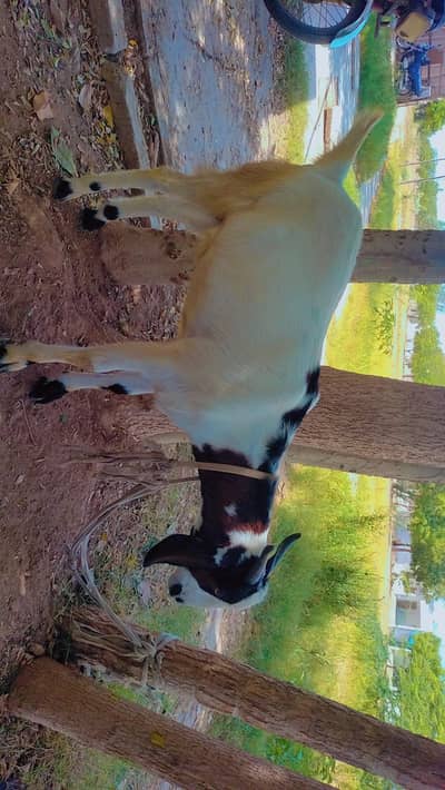 bakra
