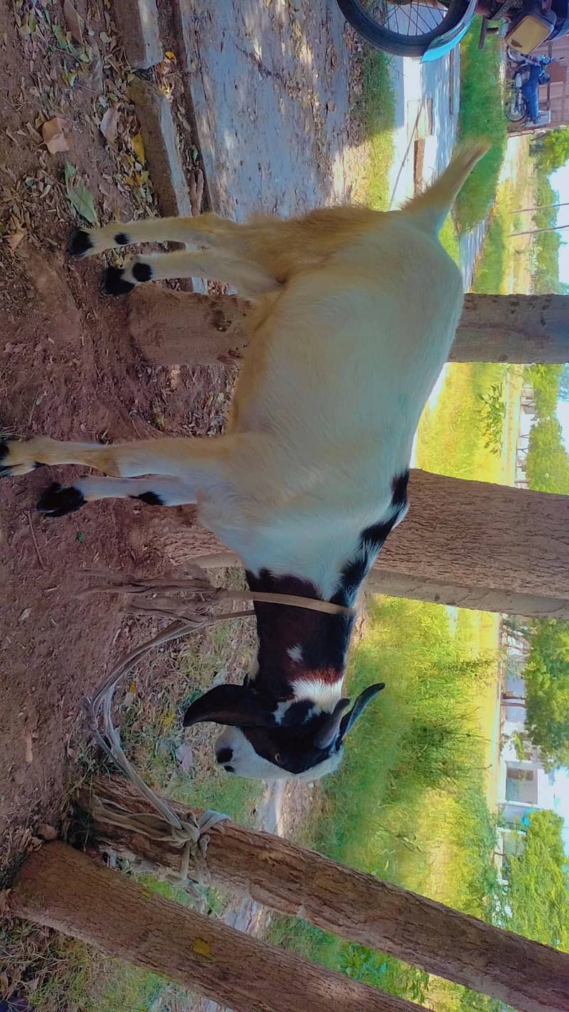 bakra 0