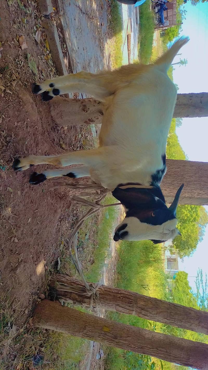 bakra 1