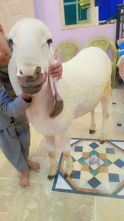 qurbani 2 dant