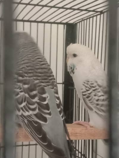 Rump Barqi Parrots