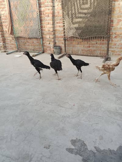 aseal mianwali pathy