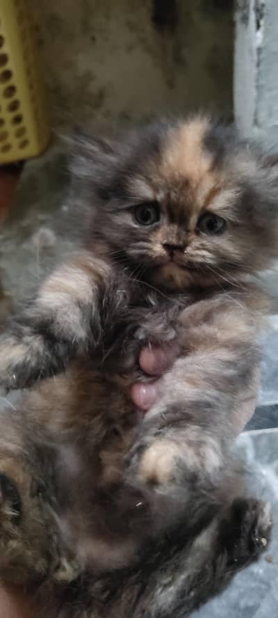 one nd a hlaf months old Persian pair