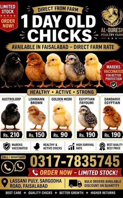 Lohmann Day old | Lohman Black Chicks |Austrolorp | Fayoumi
