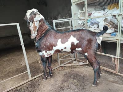 Pure Beetal breeder for sale.