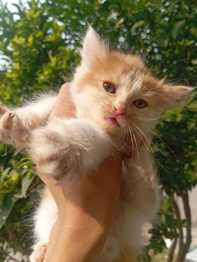PERSIAN CAT