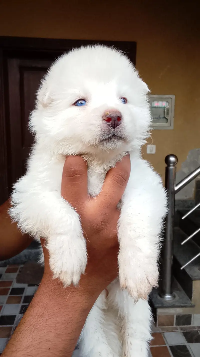 Siberian husky puppies for sale 03244911352 — photo 4