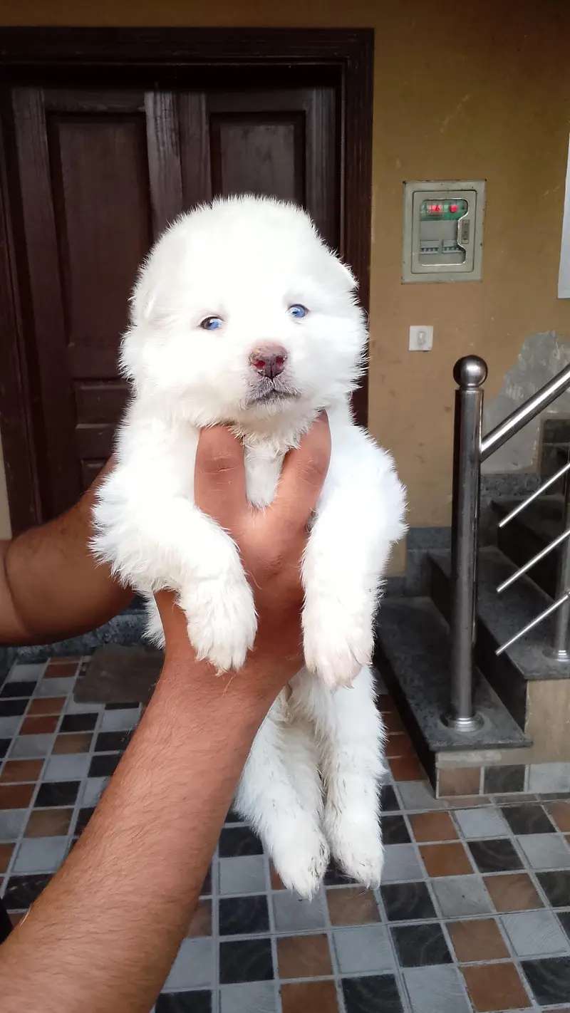 Siberian husky puppies for sale 03244911352 — photo 5
