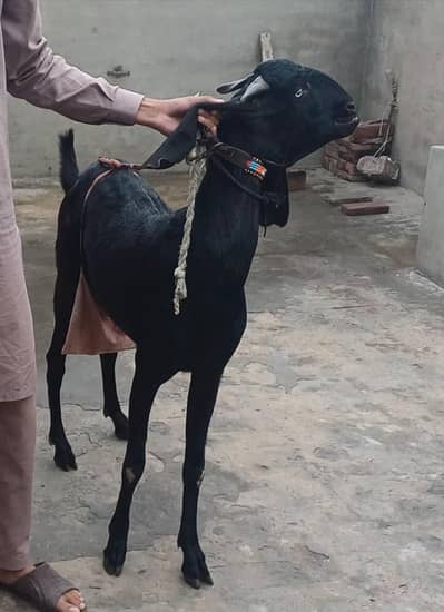 Desi Betal Goat For Sale