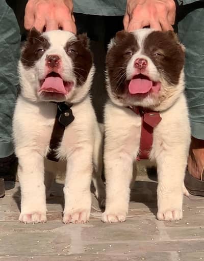 King Alabai pair pure breed security dog 2months for sale