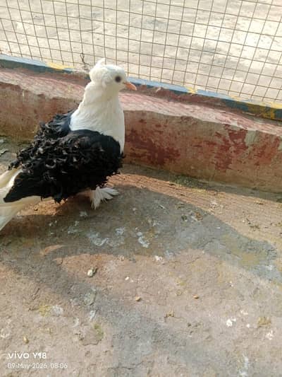Black saddle frill back female