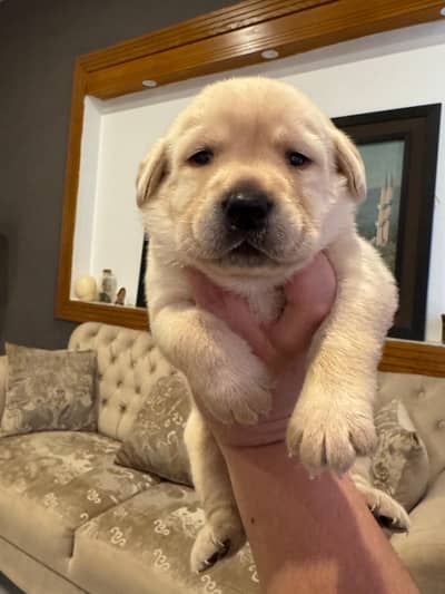 British Labrador Retreiver Puppies