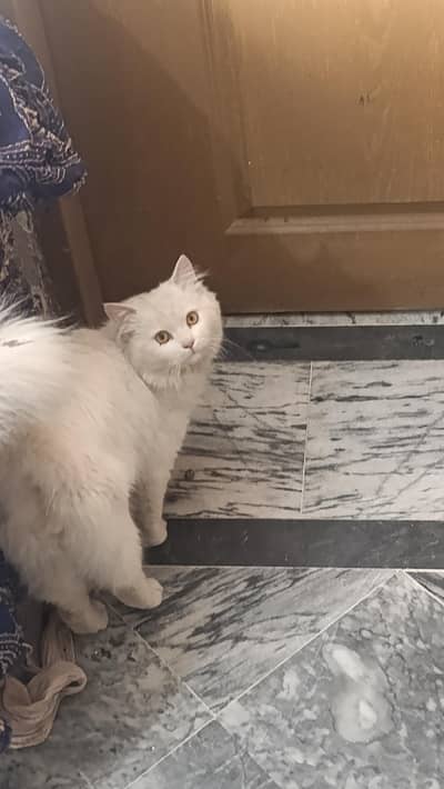 Persian cat.