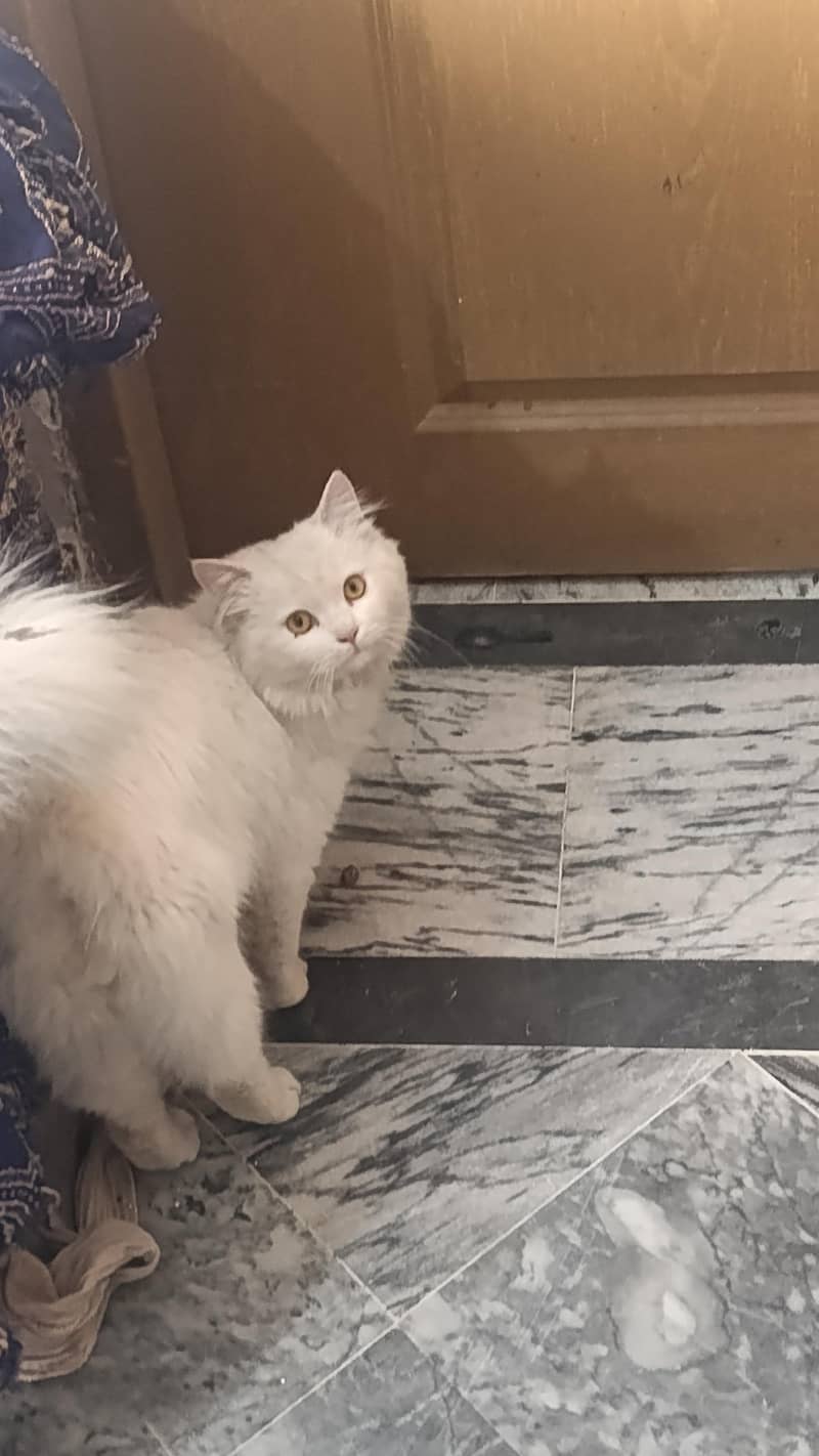 Persian cat. 0