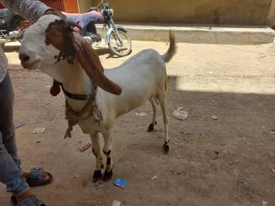 Goat and sheep pair