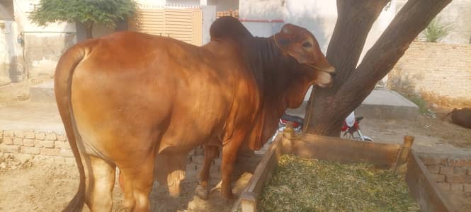 Cholistani bull