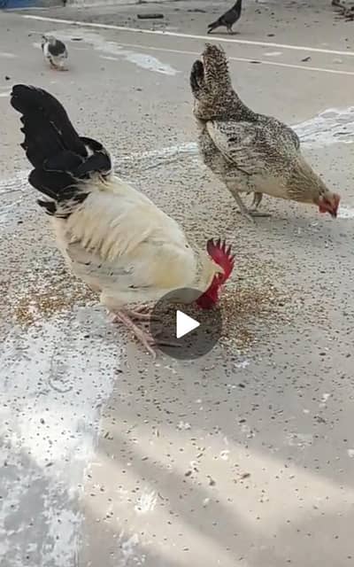 Hens pair