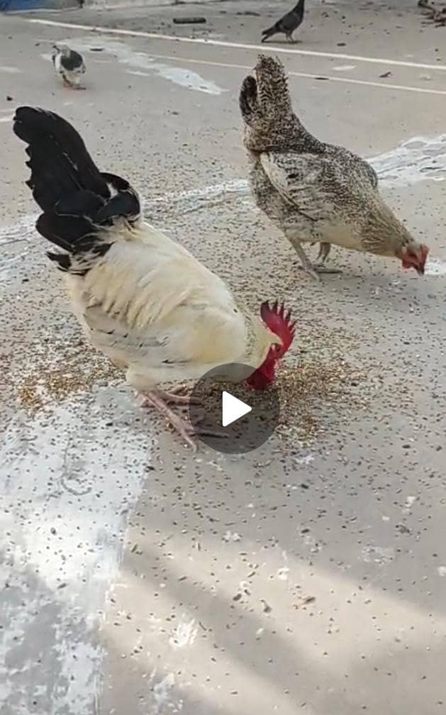 Hens pair 0