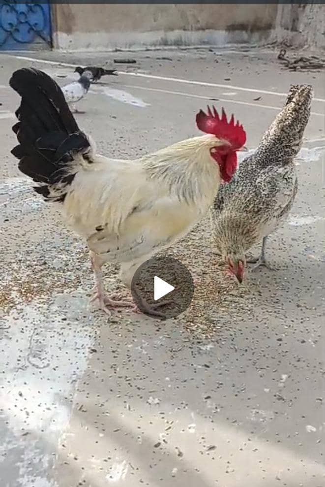 Hens pair 1