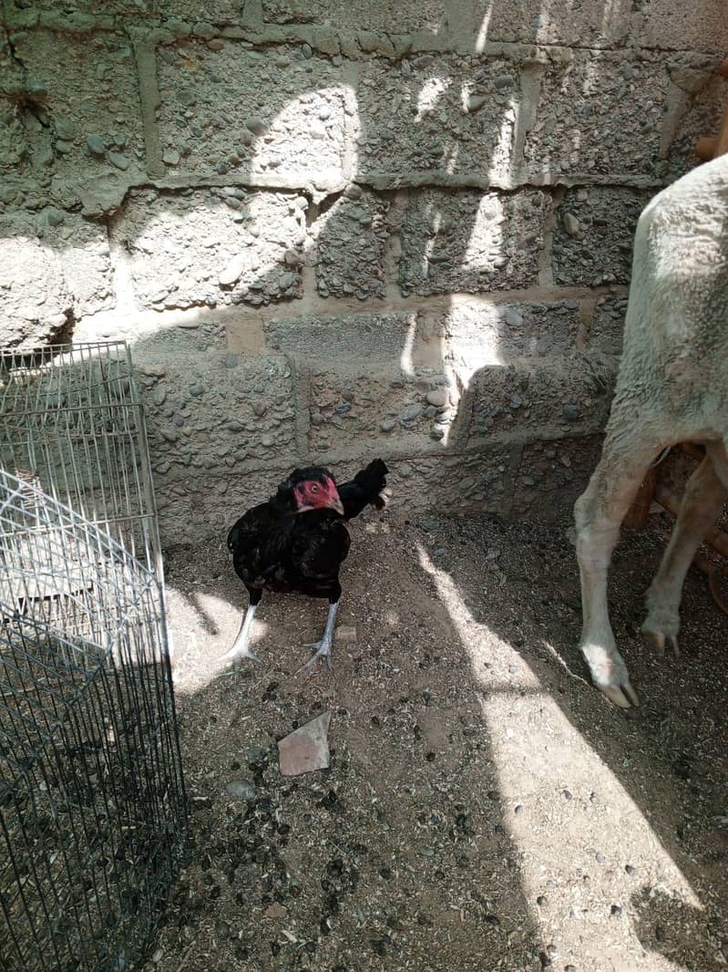 Hens pair 2