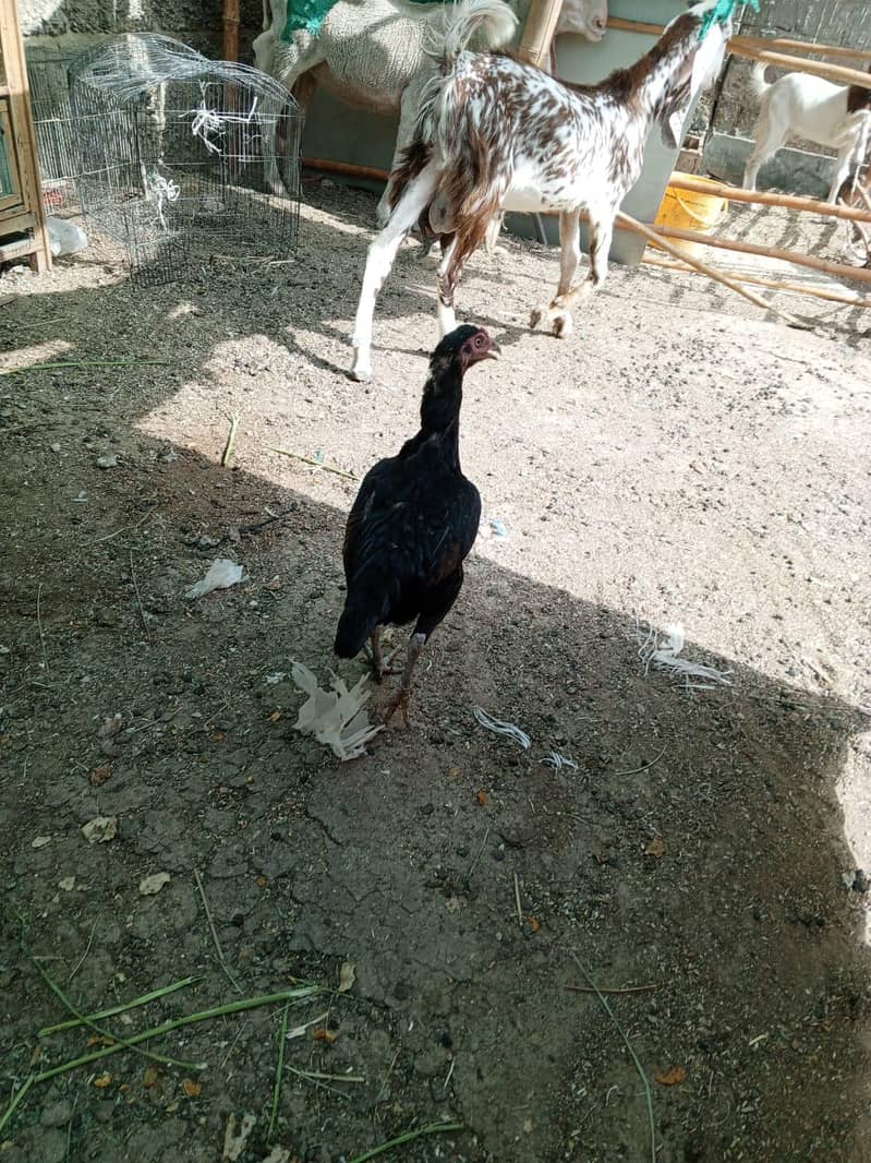 Hens pair 3