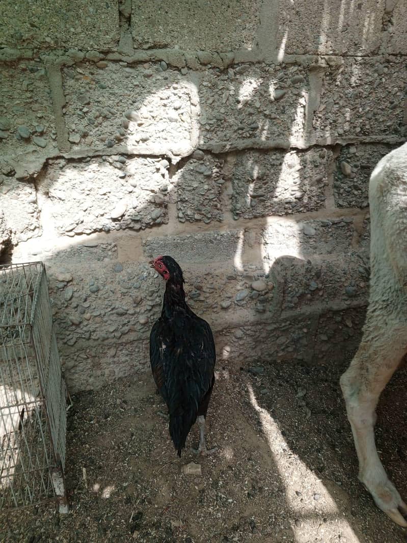 Hens pair 4