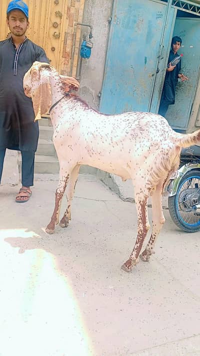 dasi bakra