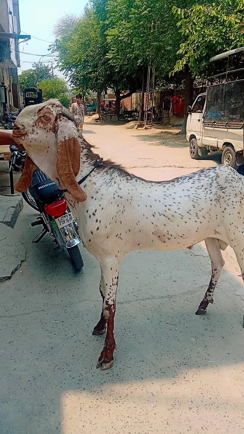 dasi bakra 1