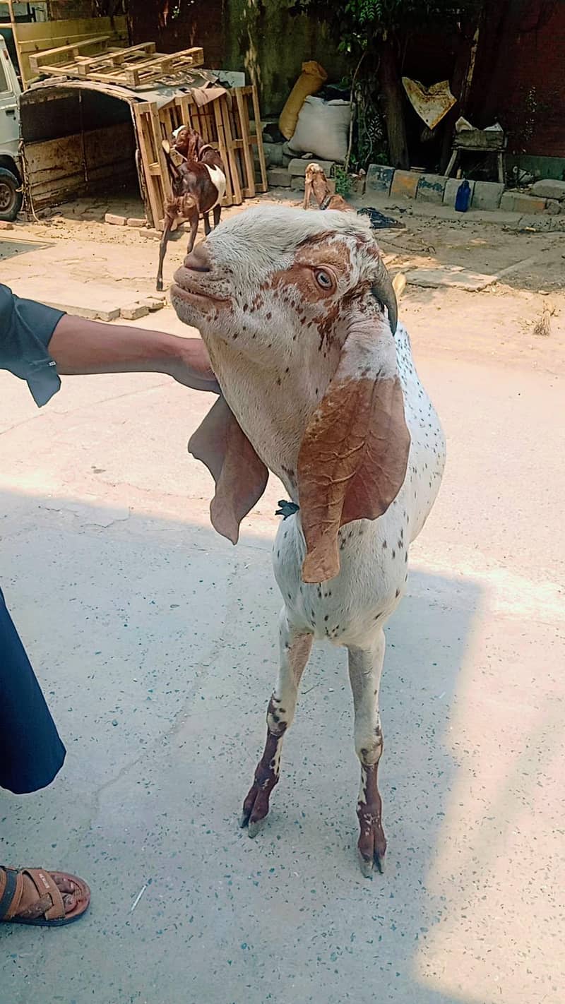 dasi bakra 2