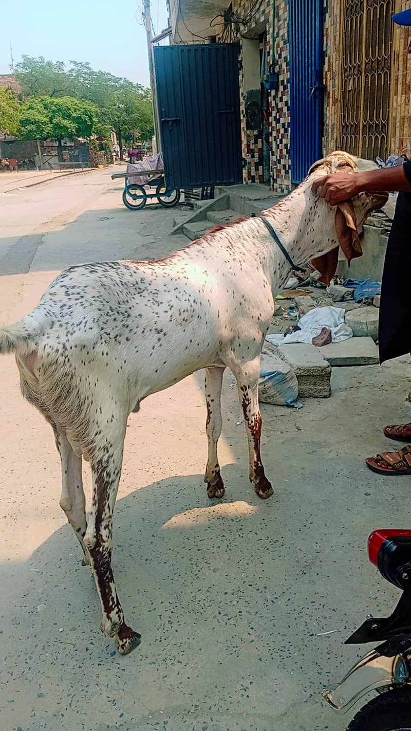 dasi bakra 3